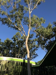 Eucalyptus platyphylla
