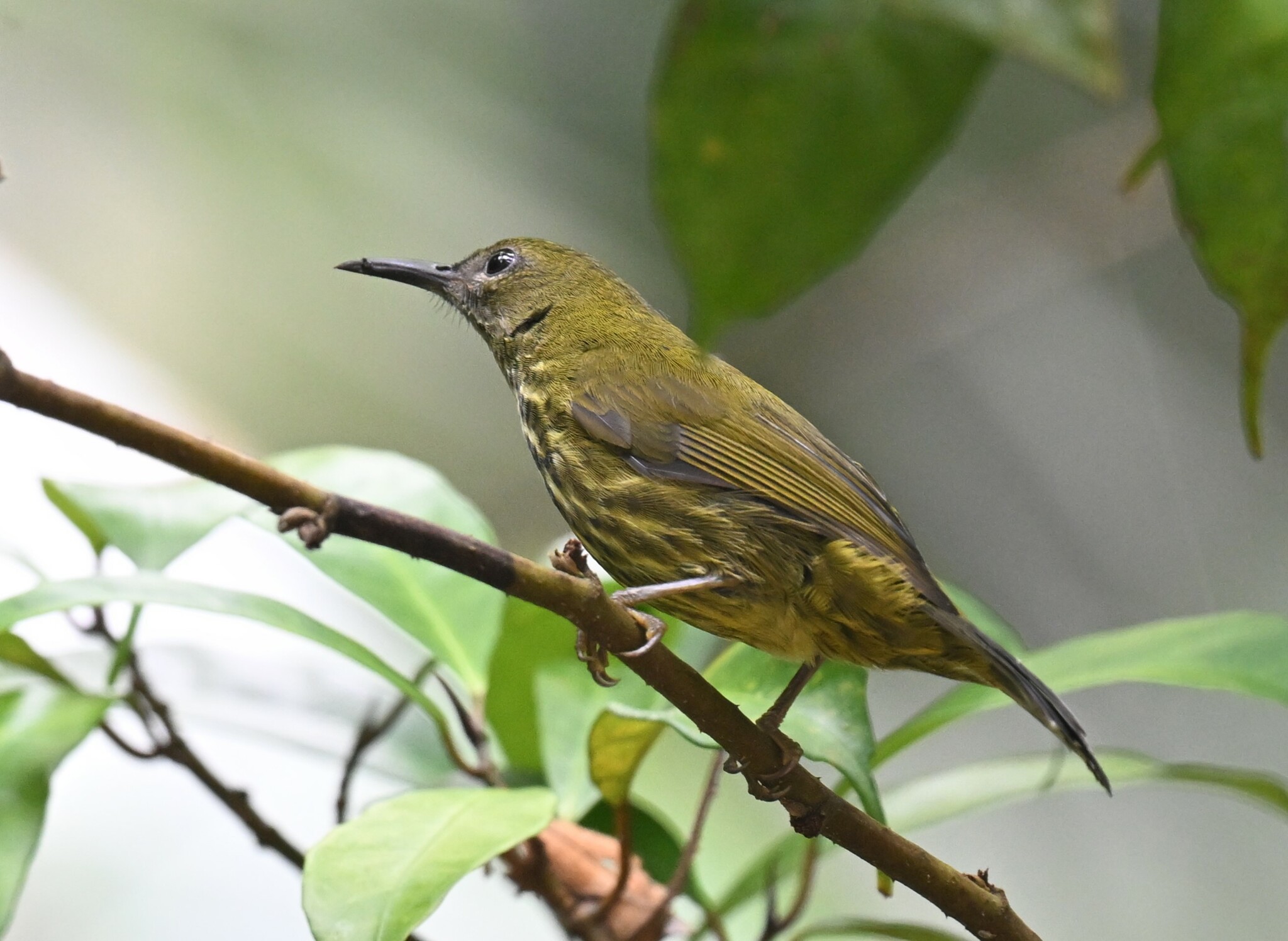 Purple-naped Spiderhunter