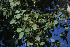 Eucalyptus platyphylla