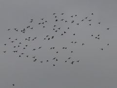 Sturnus vulgaris
