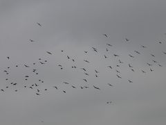 Sturnus vulgaris