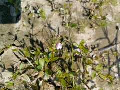 Lindernia procumbens