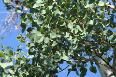 Eucalyptus platyphylla