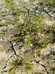Lindernia procumbens