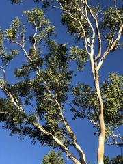 Eucalyptus platyphylla