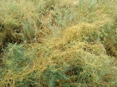 Cuscuta lehmanniana