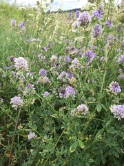 Medicago sativa sativa
