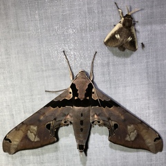 Adhemarius gannascus