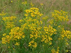 Jacobaea vulgaris dunensis