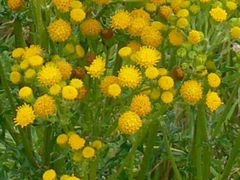 Jacobaea vulgaris dunensis
