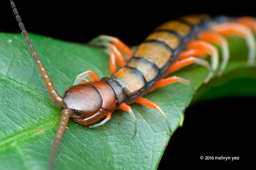 Scolopendra subspinipes Leach, 1815