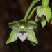 Epipactis exilis - Photo (c) Alessio Becucci, some rights reserved (CC BY-NC), uploaded by Alessio Becucci