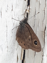 Lasiommata