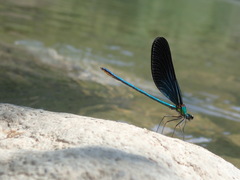 Matrona basilaris