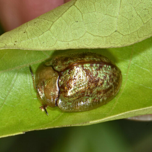 Hybosa fornicata