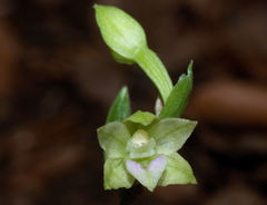 Epipactis exilis