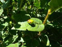 Lonicera alpigena