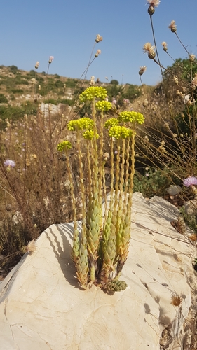 Image of Petrosedum Dianium (Petrosedum dianium) by no rights reserved