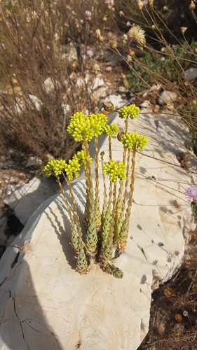 Image of Petrosedum Dianium (Petrosedum dianium) by no rights reserved