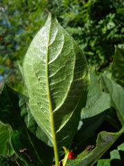 Lonicera alpigena