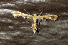 Geina periscelidactylus