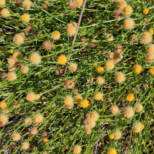 Image of Calotis lappulacea by (c) Ruth Palsson, some rights reserved (CC BY-SA)