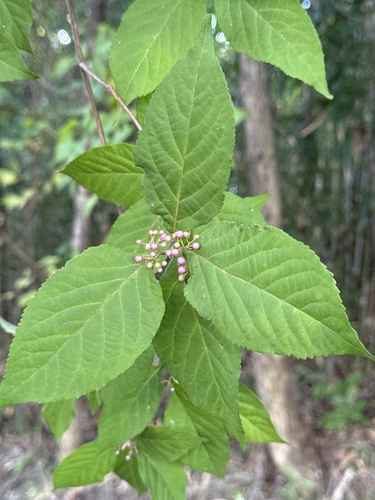 Image of Callicarpa japonica by (c) carex1002, some rights reserved (CC BY)