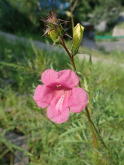 Incarvillea sinensis