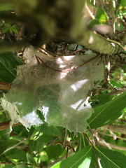 Cardinalis cardinalis