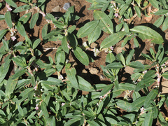 Polygonum cognatum