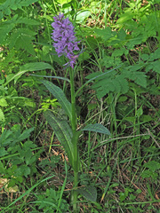 Dactylorhiza urvilleana