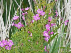 Epilobium hirsutum