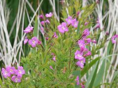 Epilobium hirsutum