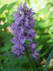 Dactylorhiza urvilleana