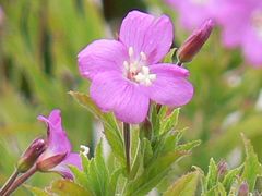 Epilobium hirsutum