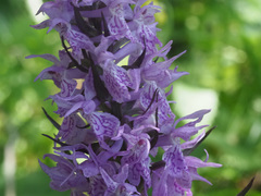 Dactylorhiza urvilleana