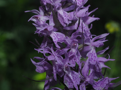 Dactylorhiza urvilleana