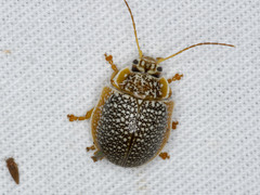 Paropsis dilatata