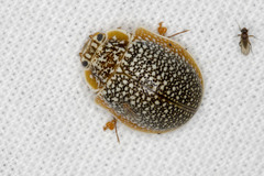 Paropsis dilatata