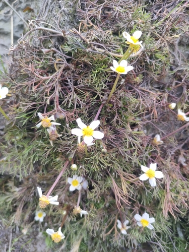 Image of Ranunculus trichophyllus by no rights reserved