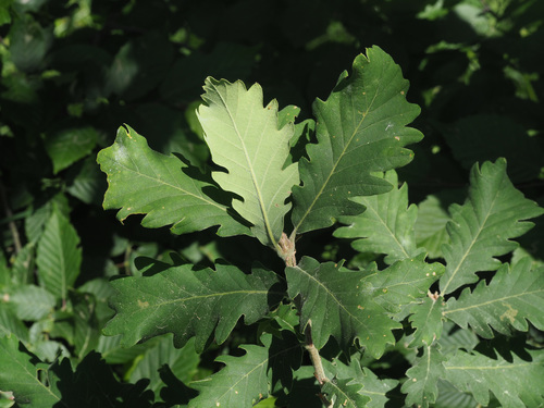 Quercus macranthera, photographed by an iNaturalist contributor
