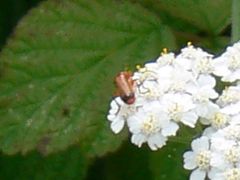 Rhagonycha fulva