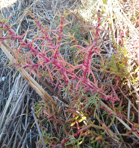 Image of Salsola soda by no rights reserved