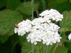 Achillea millefolium