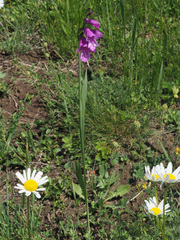 Gladiolus dzavakheticus