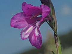 Gladiolus dzavakheticus
