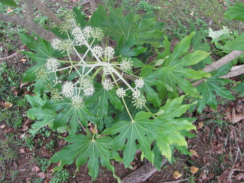 Another photo of Japanese aralia