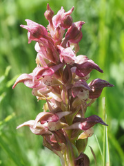 Anacamptis coriophora fragrans