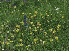 Pedicularis sibthorpii