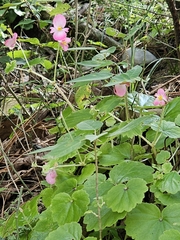 Begonia uniflora, photograph (c) Liliana Ramírez-Freire, some rights reserved (CC BY)